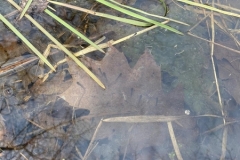 expedice-pulci._result