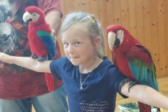 Papoušci-06