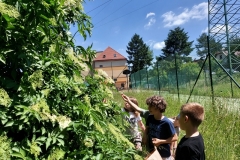 Bezinková-šťáva-02