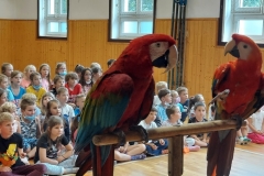 Papoušci-04