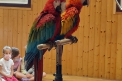 Papoušci-13