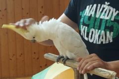Papoušci-14