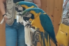 Papoušci-15