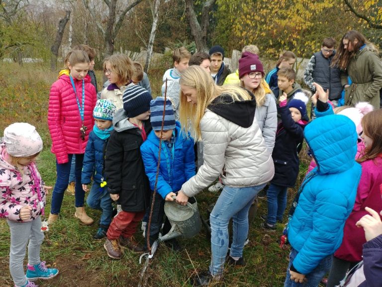 Sázení stromů v třešňové aleji